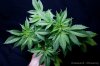 cannabis-harlequinX5-v51-4181.jpg
