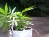 Snapshot_20120727_1.JPG