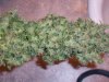 StrawberryCough72812 (4).jpg