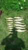 walleye.jpg