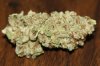 White Widow.jpg White Widow.jpg