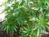 sick plant 001.jpg