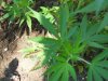 sick plant 002.jpg