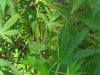 sick plant 003.jpg