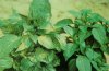 Tobacco_Mosaic_Virus.jpg