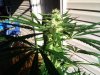 new pics of flowers and jaydens boat race 013.jpg