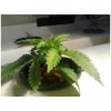 plant2.jpg