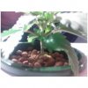 plant3.jpg