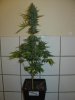 supercrystal3-auto.jpg