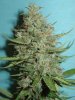 supercrystal1-auto.jpg