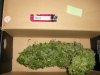 budrot.jpg
