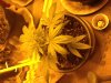 flower 2.JPG