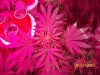 Grow 3 h 001.jpg