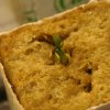 ww_sprouting2.jpg