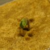 whitewidow_sprout2_800w.jpg