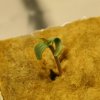 whitewidow_sprout4_800w.jpg