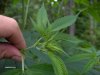weed 012.jpg