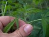 weed 013.jpg