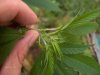 weed 014.jpg