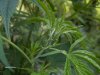 weed 016.jpg
