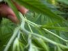 weed 018.jpg