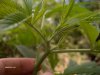 weed 019.jpg