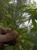 weed 017.jpg