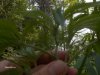 weed 015.jpg