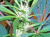 The Chronic 7-30-07021_edited.jpg
