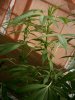 branches_small.JPG