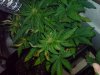 DSC00004.jpg