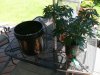 PlantBuckReady.jpg PlantBuckReady.jpg