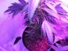 DSCF1801.jpg