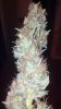 2012-08-03_17-27-59_190.jpg