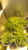 Sour Grapes Blue Cremea Sexing.jpg Sour Grapes Blue Cremea Sexing.jpg