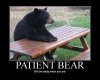 funny_bear.jpg