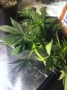 otherSSH-lst.jpg