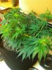 bigSSH-lst2.jpg