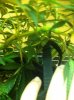 bigSSH-lst3.jpg
