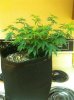 bigSSH-lst.jpg