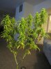 Last Plant (3).jpg Last Plant (3).jpg