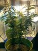 IMG_20120805_131032.jpg