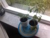 clones soil.jpg