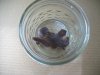 100_0663.jpg