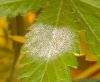 marijuana-powdery-mildew-1.jpg