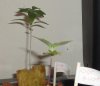DSC02516.jpg