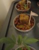 DSC02519.jpg