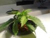 IMG_20120731_122757.jpg