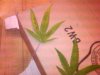 progression_lower_leaves.jpg progression_lower_leaves.jpg