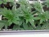 20120806113646.jpg